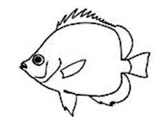 Familia Chaetodontidae_claves.jpg